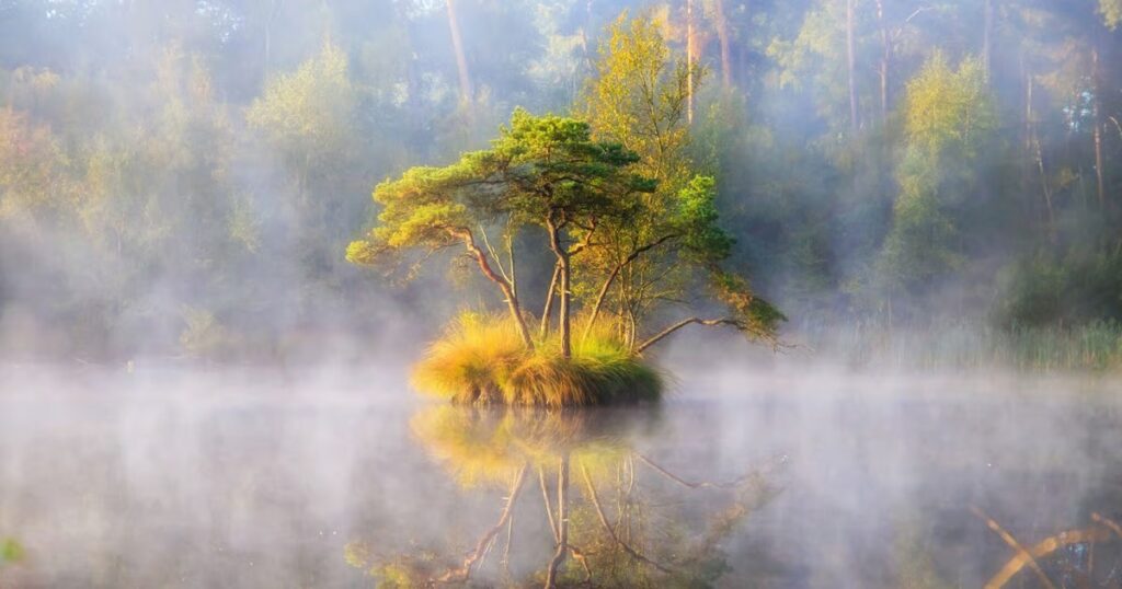 Rustgevende natuurfoto van een bos - leefstijltips bij een hormonale opgeblazen buik