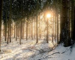 Rustgevend winterlandschap in het bos - tips bij een opgeblazen buik tijdens de menstruatie